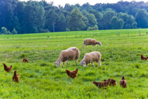 Hopewell Farm creates a community, offers growth for mentally ill
