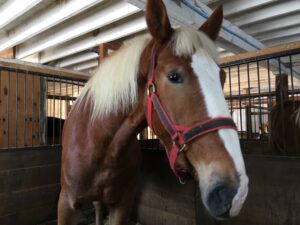 Hopewell’s New Resident