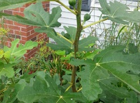 Past Resident Leaves Mark On Hopewell