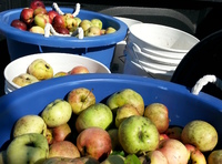 Apple Pickin’