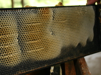 Busy Bees at Hopewell