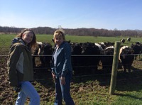 The Cows are Out Taking a Tour of Hopewell!