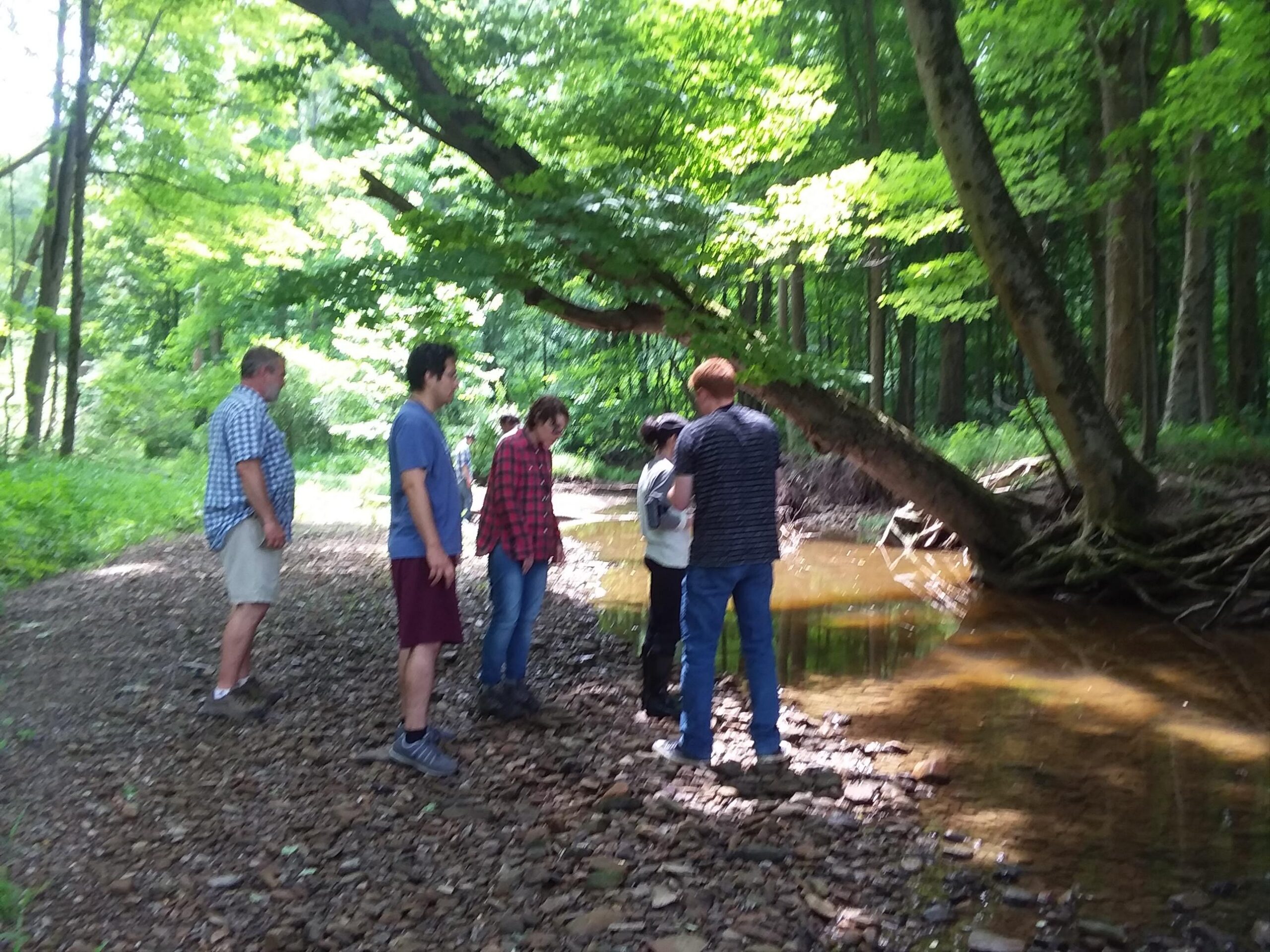 The Healing Power of Nature and Ecotherapy