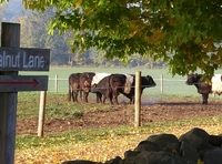 The Surprising Mental Health Benefits of Farm Environments